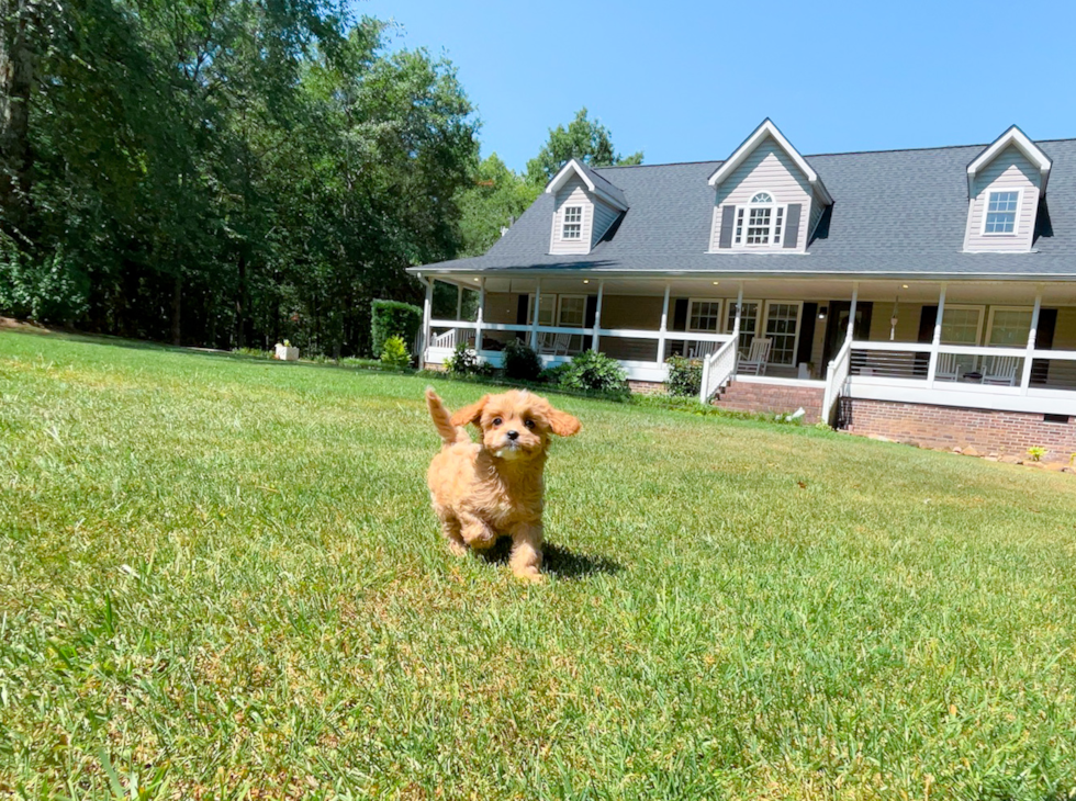 Cavapoo Pup Being Cute