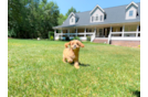 Best Cavapoo Baby