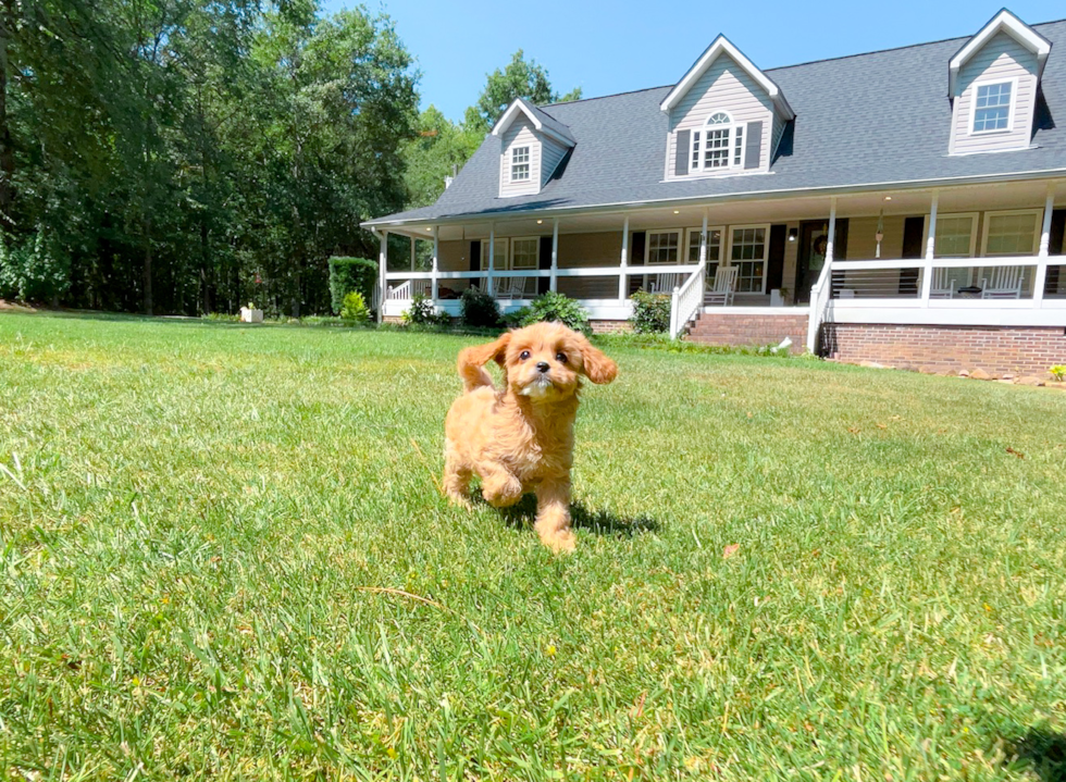 Best Cavapoo Baby