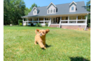 Cavapoo Puppy for Adoption