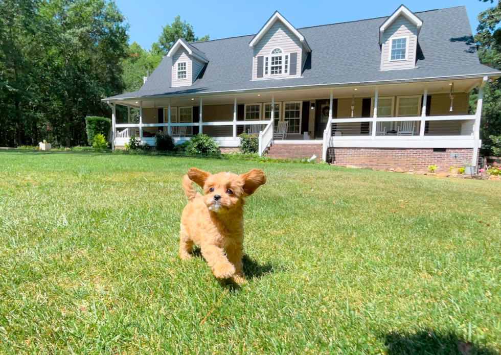 Cavapoo Puppy for Adoption