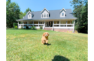 Cute Cavoodle Poodle Mix Puppy