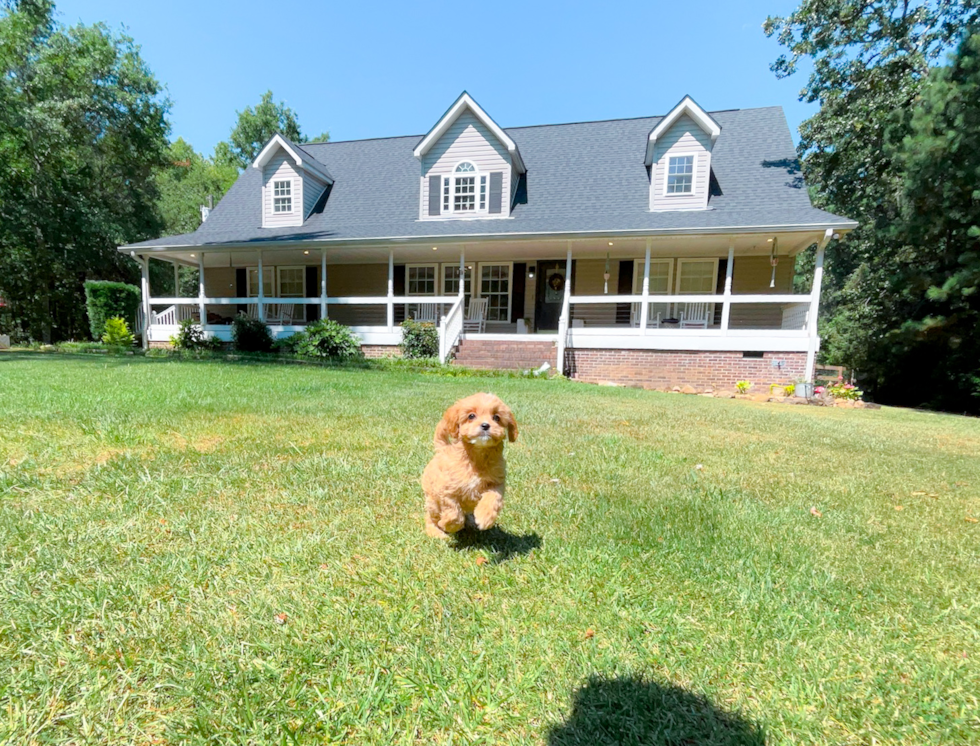 Cute Cavoodle Poodle Mix Puppy