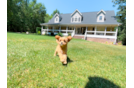 Cute Cavadoodle Poodle Mix Puppy