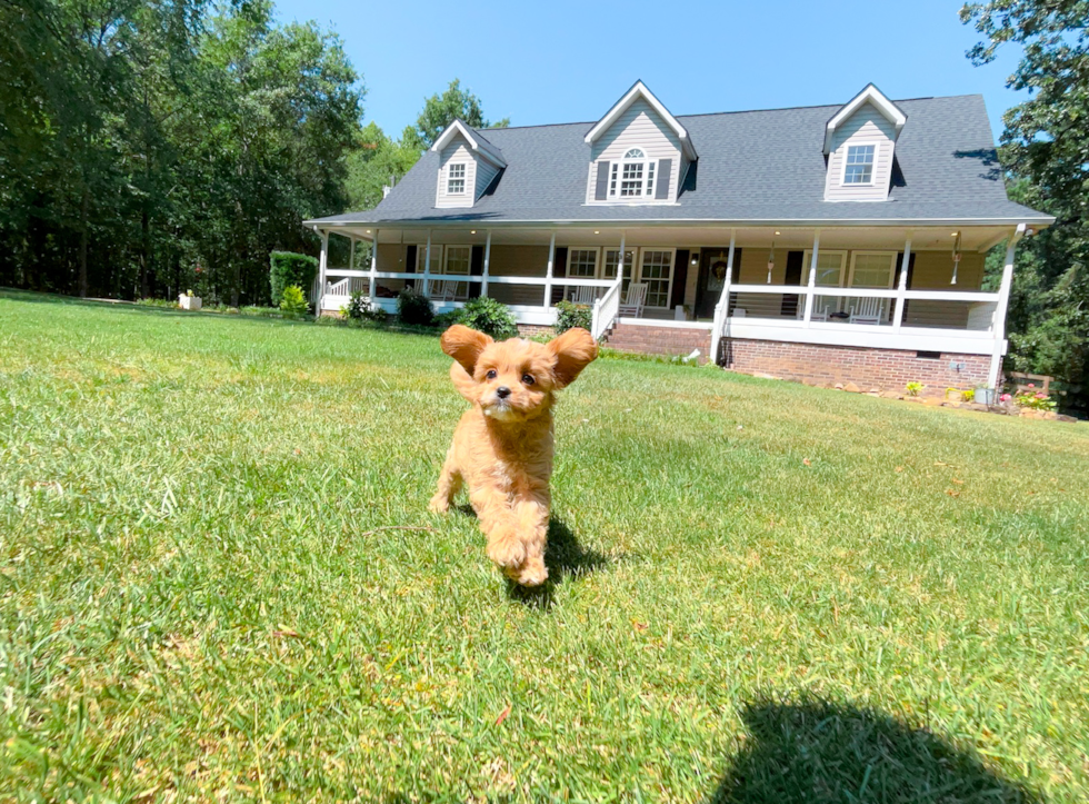Cute Cavadoodle Poodle Mix Puppy