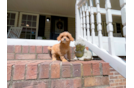 Cute Cavadoodle Poodle Mix Puppy