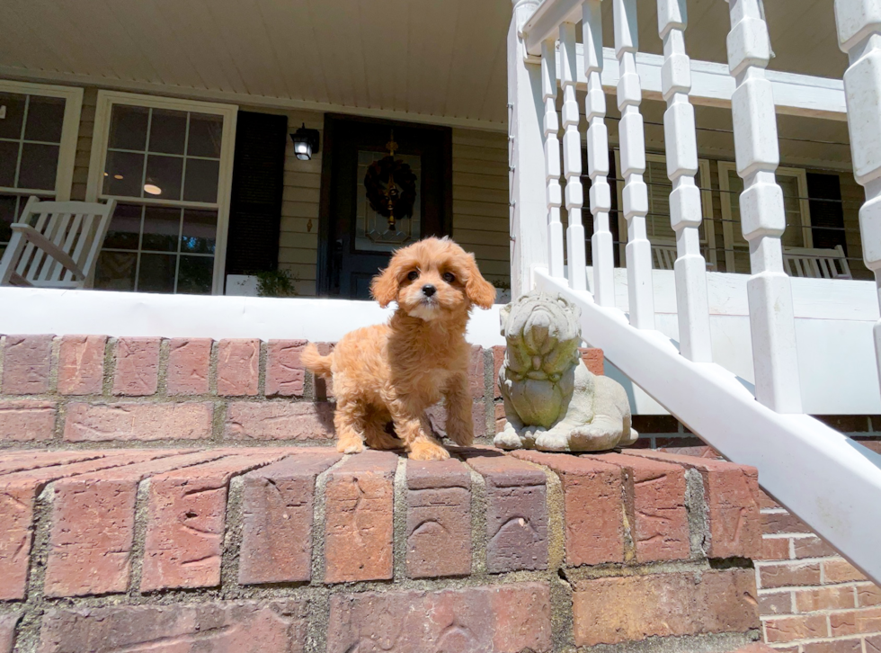 Cute Cavadoodle Poodle Mix Puppy