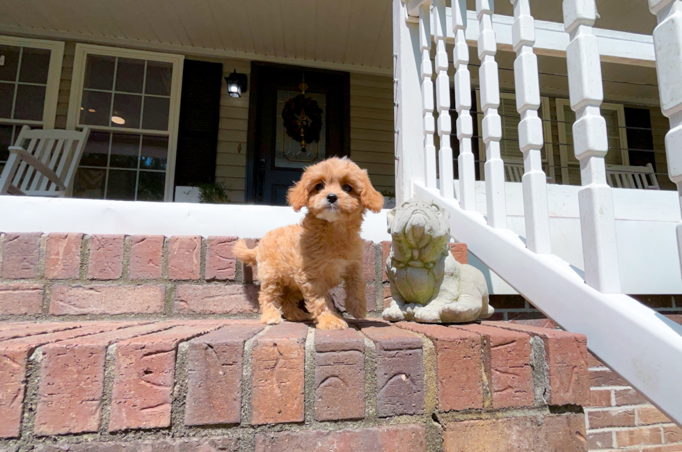 8 week old Cavapoo Puppy For Sale - Simply Southern Pups