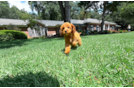Cute Cavapoo Poodle Mix Pup