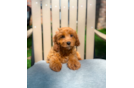 Cute Cavapoo Poodle Mix Pup