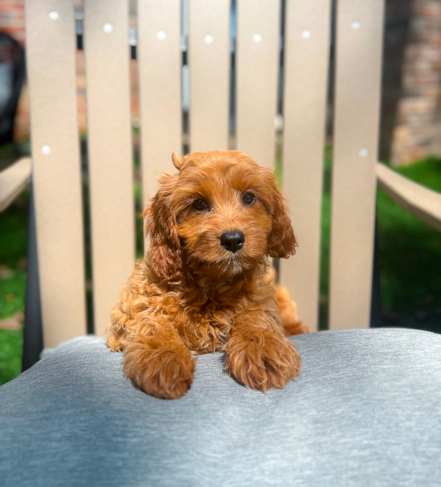 Cute Cavapoo Poodle Mix Pup