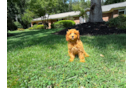 Cute Cavapoo Baby