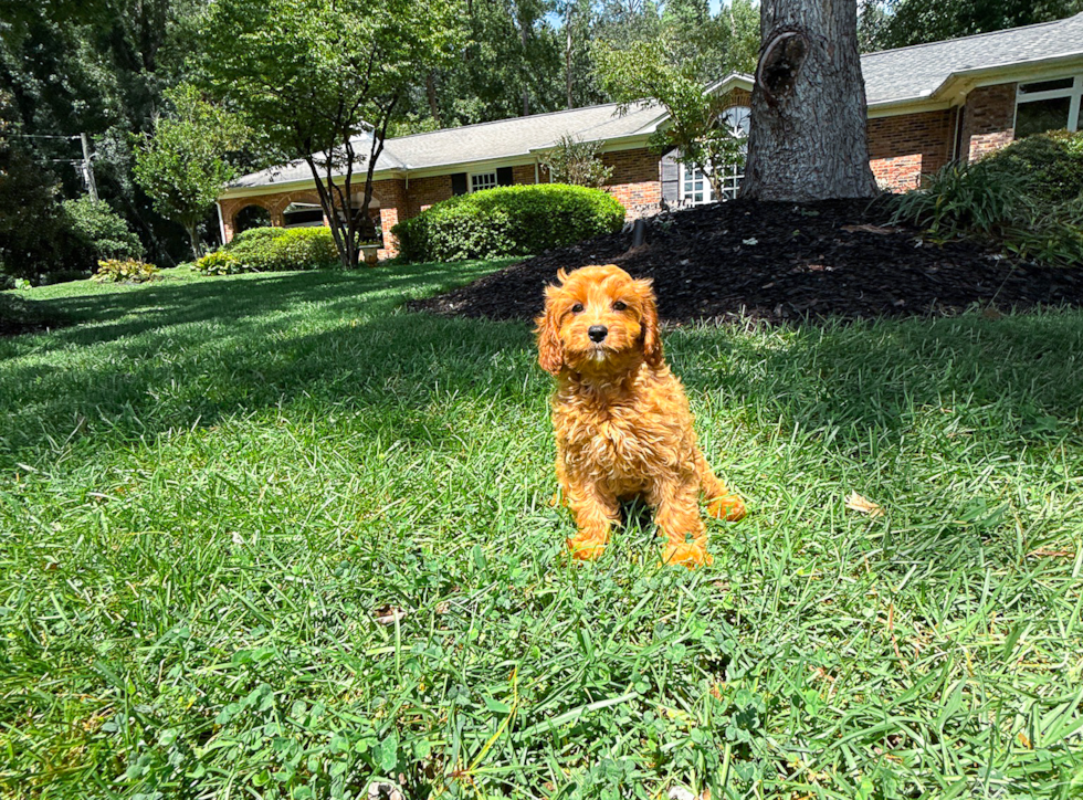 Cute Cavapoo Baby