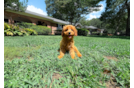 Cute Cavapoo Baby