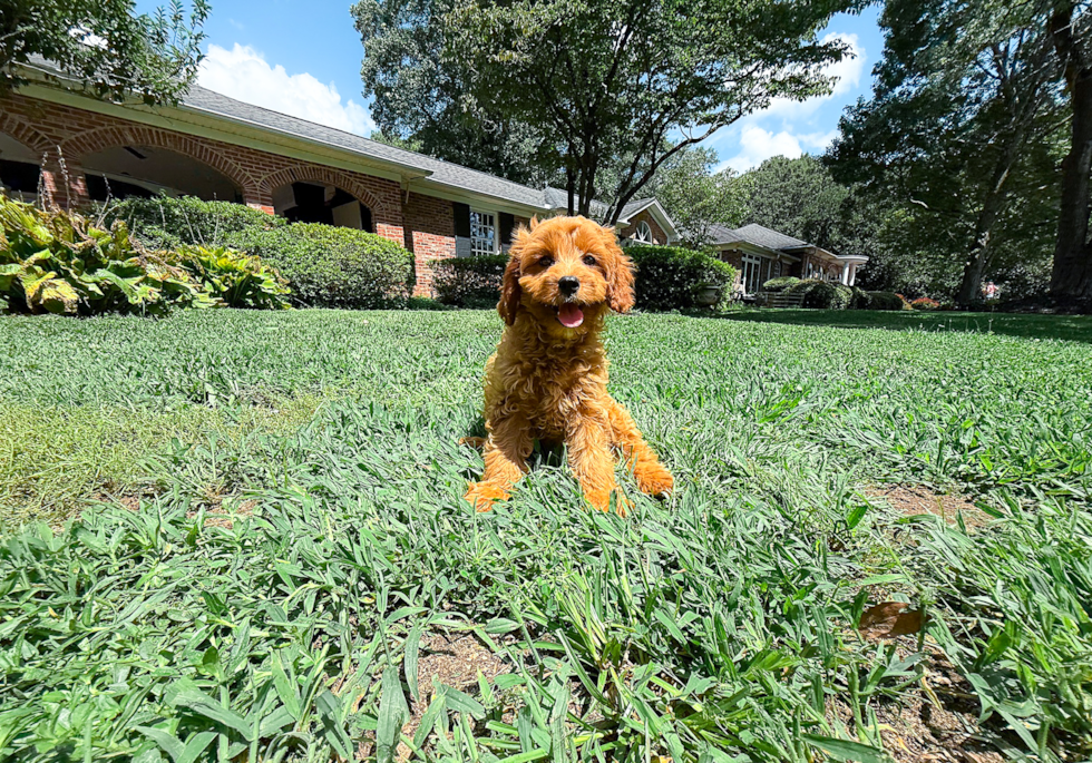 Cute Cavapoo Baby