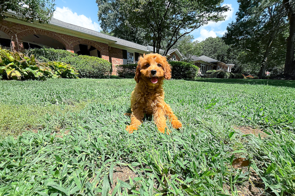 12 week old Cavapoo Puppy For Sale - Simply Southern Pups