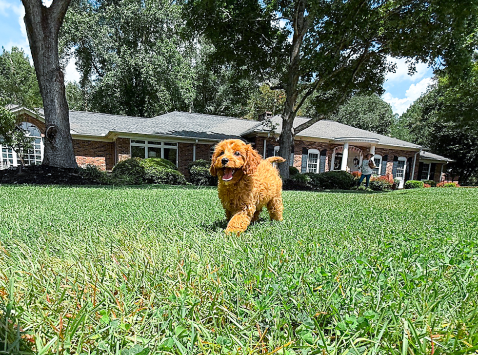 Cute Cavipoo Poodle Mix Puppy