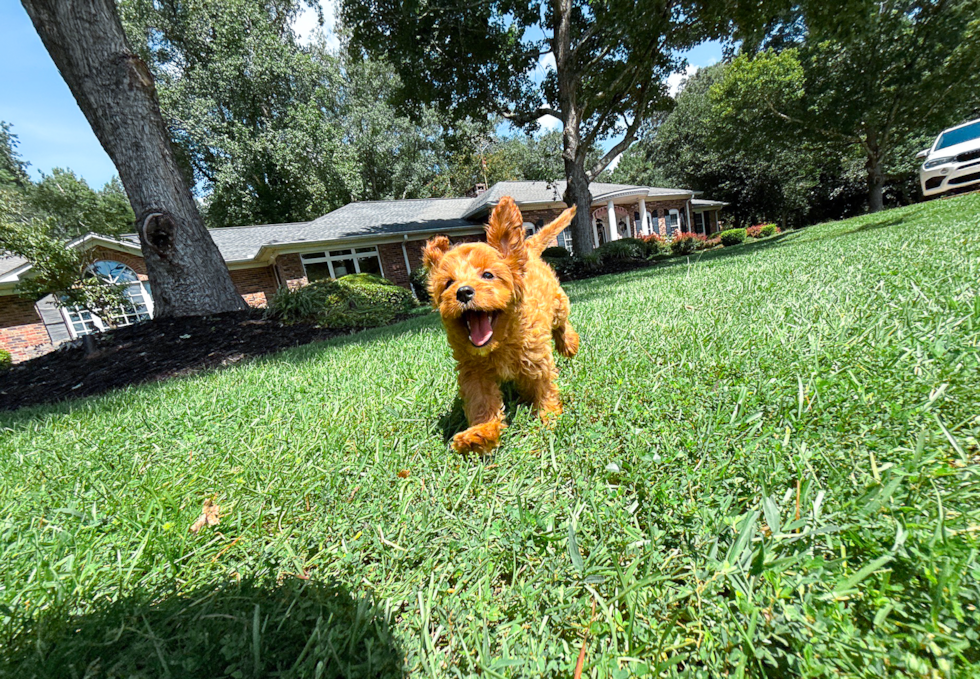 Cute Cavadoodle Poodle Mix Puppy