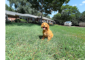 Cute Cavalier King Charles Spaniel and Poodle Mix Poodle Mix Puppy