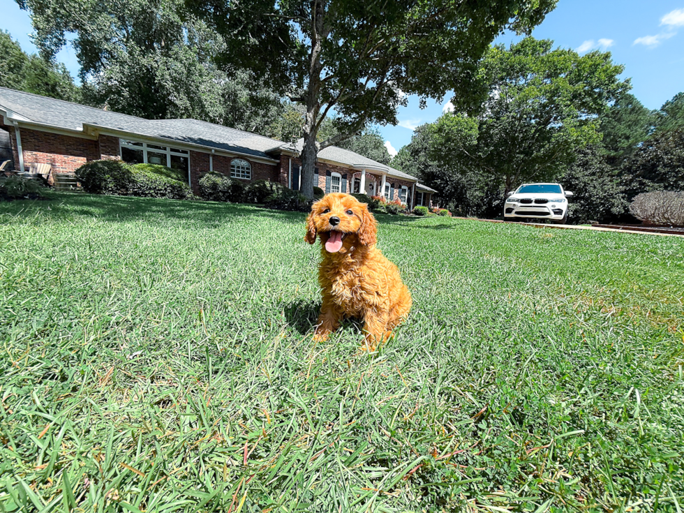 Cute Cavalier King Charles Spaniel and Poodle Mix Poodle Mix Puppy