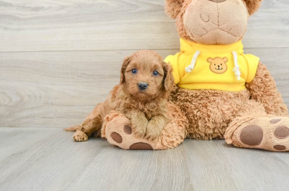 5 week old Cavapoo Puppy For Sale - Simply Southern Pups