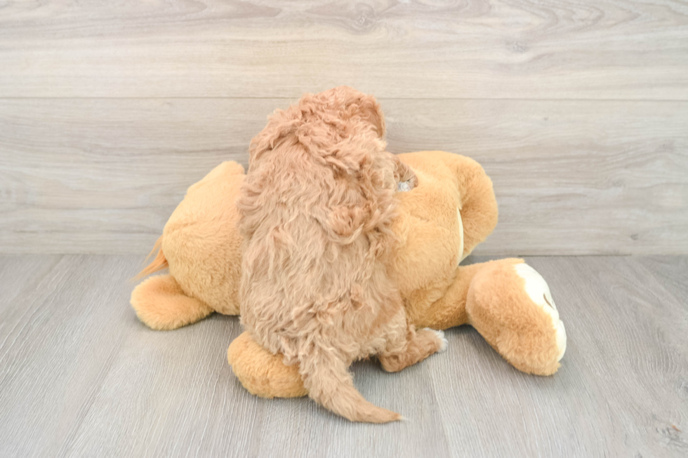 Cavapoo Puppy for Adoption