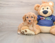 8 week old Cavapoo Puppy For Sale - Simply Southern Pups