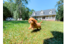 Cute Cavapoo Poodle Mix Pup