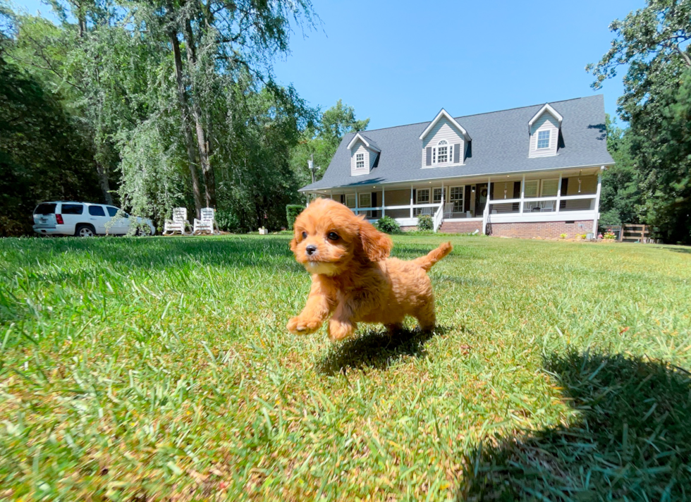 Cute Cavapoo Poodle Mix Pup