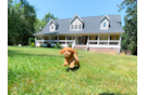 Cute Cavapoo Poodle Mix Pup