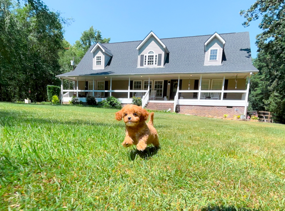 Cute Cavapoo Poodle Mix Pup