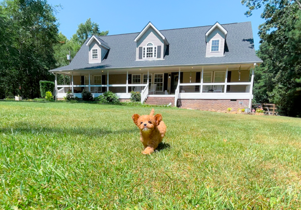 Cavapoo Puppy for Adoption