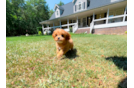 Cavapoo Puppy for Adoption