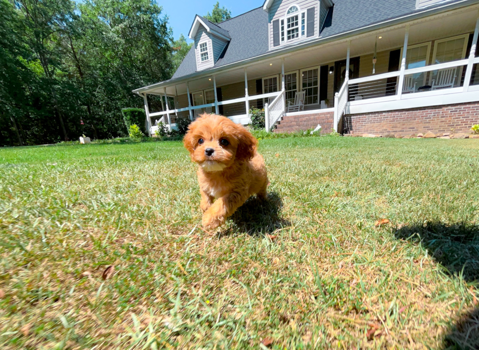 Cavapoo Puppy for Adoption