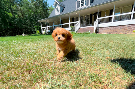 Cavapoo Puppy for Adoption