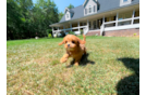 Cute Cavalier King Charles Spaniel and Poodle Mix Poodle Mix Puppy