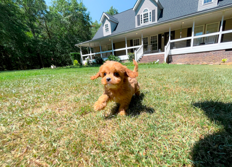Cute Cavalier King Charles Spaniel and Poodle Mix Poodle Mix Puppy