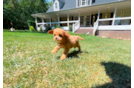 Cute Cavoodle Poodle Mix Puppy