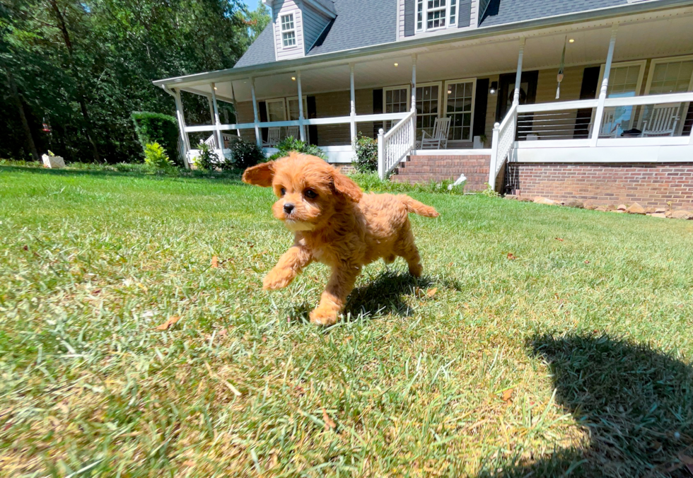 Cute Cavoodle Poodle Mix Puppy