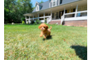 Cute Cavapoo Baby