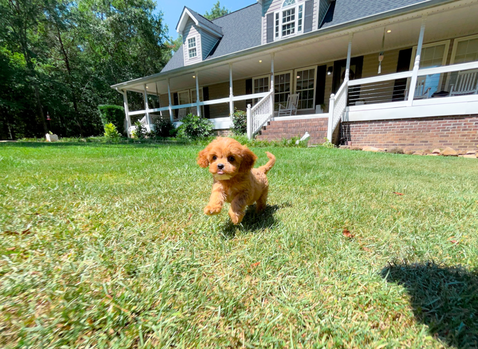 Cute Cavapoo Baby