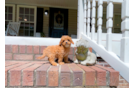 Cute Cavapoo Baby