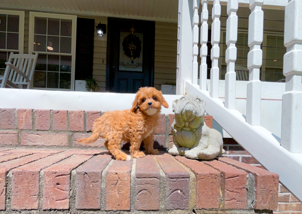 Cute Cavapoo Baby