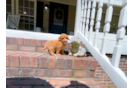 Cute Cavapoo Baby