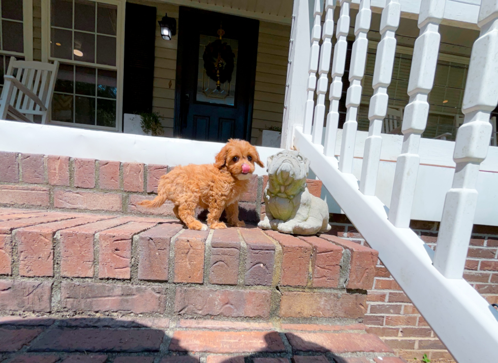 Cute Cavapoo Baby