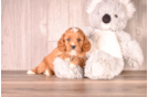 Cavapoo Puppy for Adoption