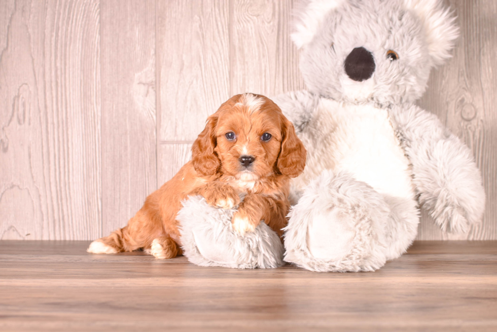 Cavapoo Puppy for Adoption