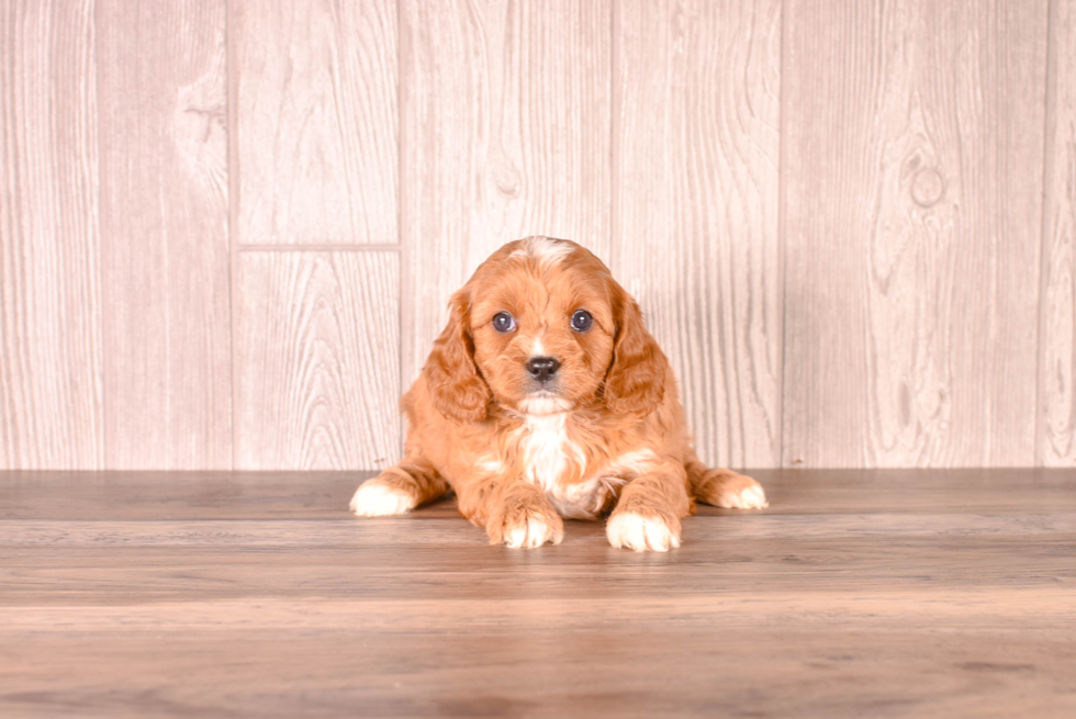 Cavapoo Pup Being Cute