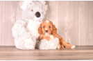 Cavapoo Puppy for Adoption