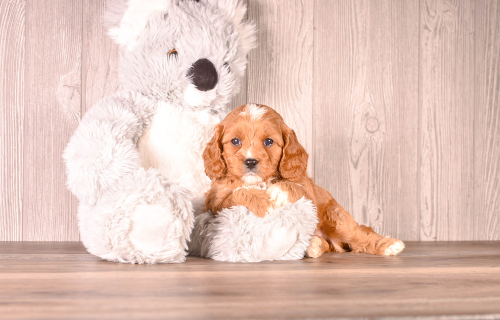 Cavapoo Puppy for Adoption